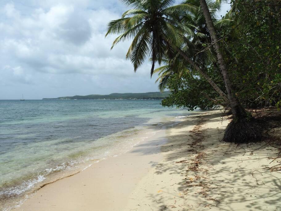 La Ruche De Maia - Blue Dream Beach - Piscine - Jardin - Plage Grand-Bourg  외부 사진