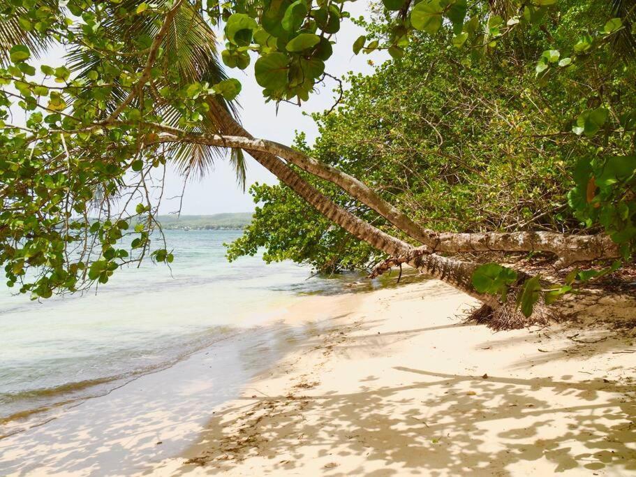 La Ruche De Maia - Blue Dream Beach - Piscine - Jardin - Plage Grand-Bourg  외부 사진