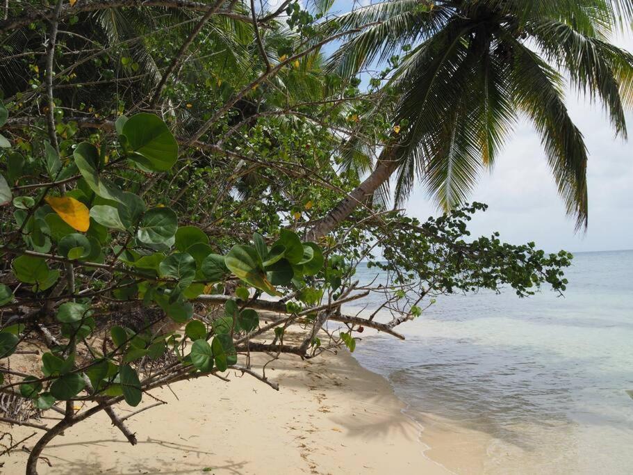 La Ruche De Maia - Blue Dream Beach - Piscine - Jardin - Plage Grand-Bourg  외부 사진